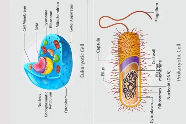 Comparison chart of Prokaryotes vs Eukaryotes showing key cellular differences and structures.